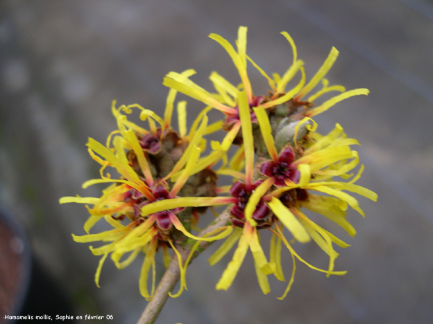 Hamamelis mollis