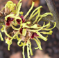 Hamamelis x intermedia 'Moonlight' 