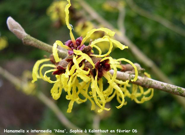 Hamamelis x intermedia 'Nina'