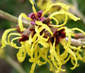 Hamamelis x intermedia 'Nina' 
