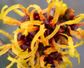 Hamamelis x intermedia 'Orange Beauty'