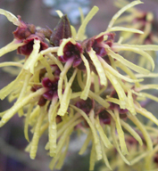 Hamamelis x intermedia 'Gimborne's Perfume' 