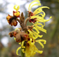 Hamamelis x intermedia 'Primavera'