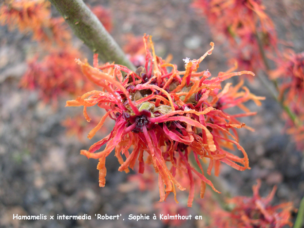 Hamamelis x intermedia 'Robert'