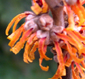 Hamamelis 'Rochester'