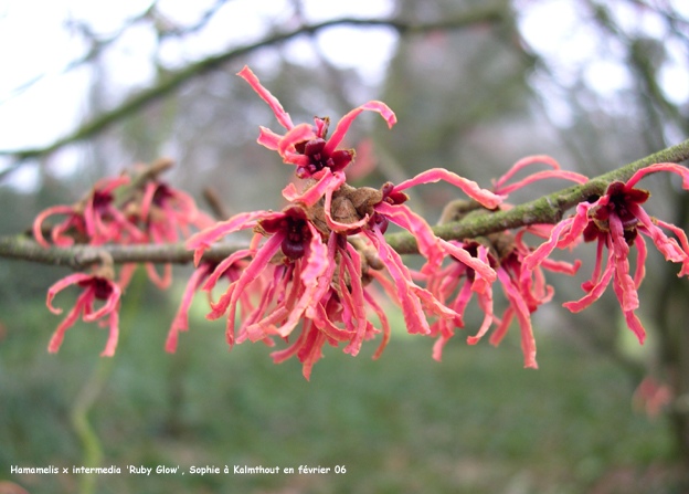 Hamamelis x intermedia 'Ruby Glow'