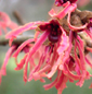 Hamamelis x intermedia 'Ruby Glow''