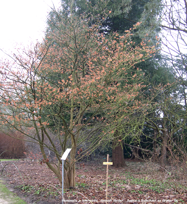 Hamamelis xintermedia 'Spanish Spider'