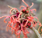 Hamamelis x intermedia 'Spanish Spider' 