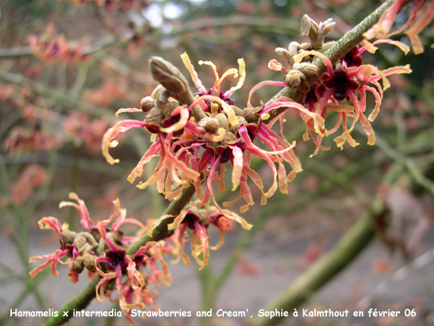 Hamamelis x intermedia 'Strawberries and Cream'