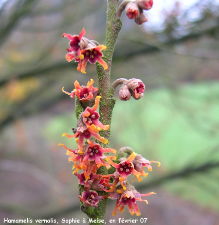 Hamamelis vernalis