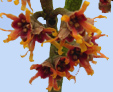 Hamamelis vernalis