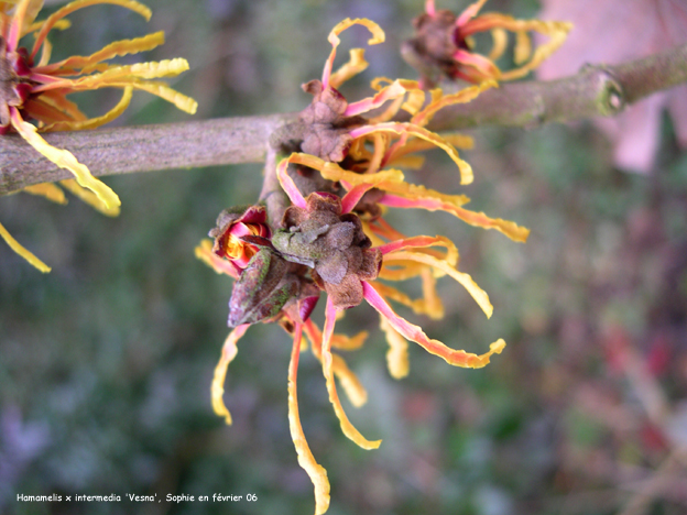 Hamamelis x intermedia 'Vesna'