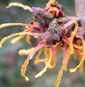 Hamamelis x intermedia 'Vesna'