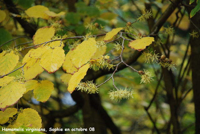 Hamamelis virginiana