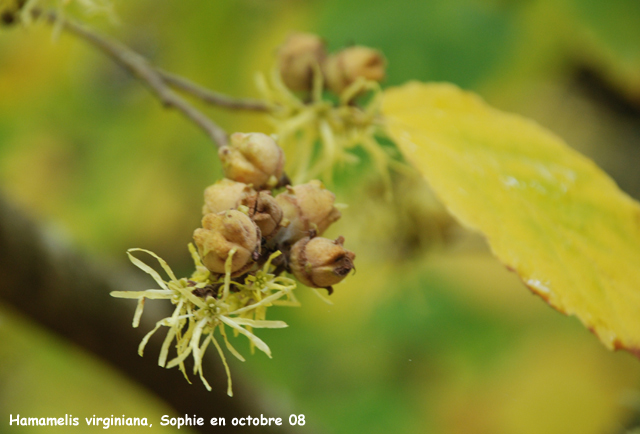 Hamamelis virginiana