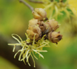 Hamamelis virginiana