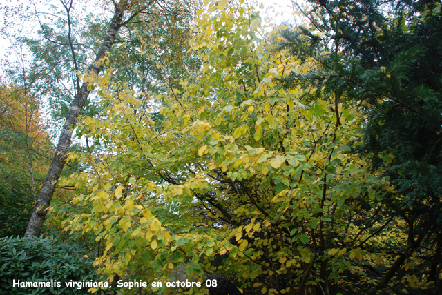 Hamamelis virginiana