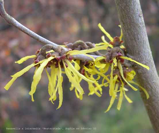 Hamamelis x intermedia 'Weterstede'