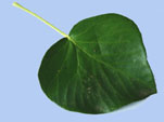Hedera helix 'Arborescens'