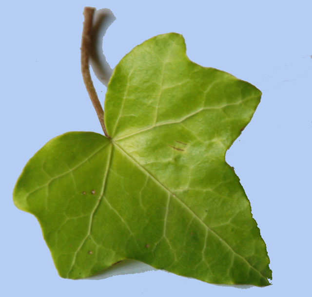 Hedera helix 'Buttercup'
