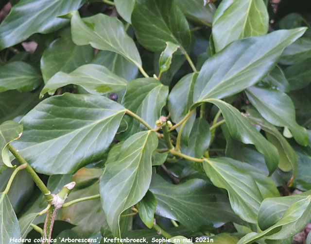 Hedera colchica 'Arborescens'
