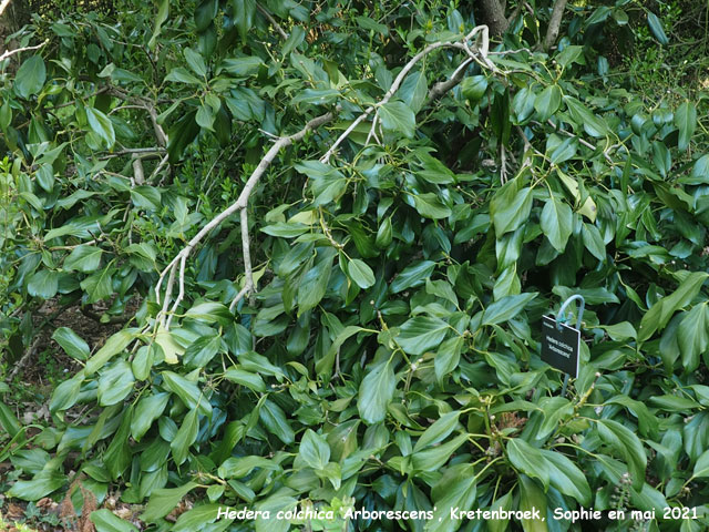 Hedera colchica 'Arborescens'