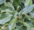 Hedera helix 'Arborescens'