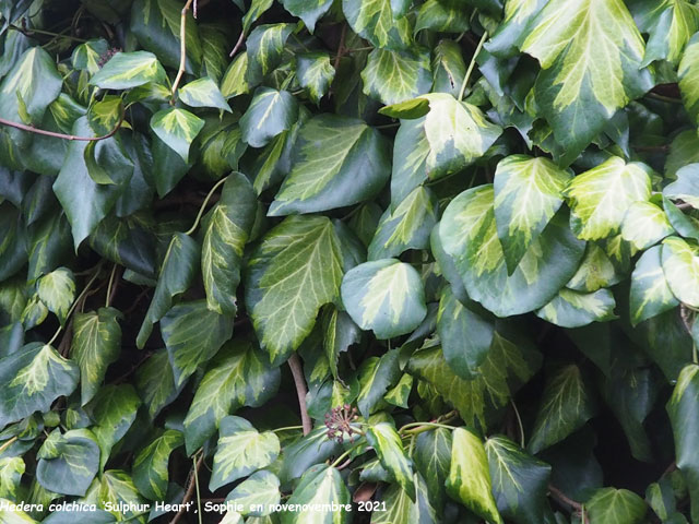 Hedera colchica 'Sulphur Heart'