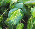 Hedera colchica 'Sulphur Heart'