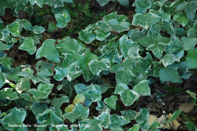 Hedera helix 'Glacier'