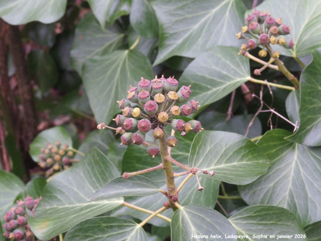 Hedera helix