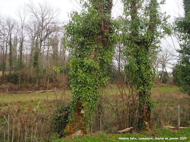 Hedera helix