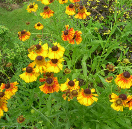 Helenium autumnale