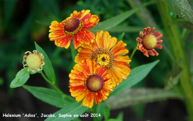 Helenium 'Adios'