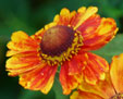 Helenium 'Adois'