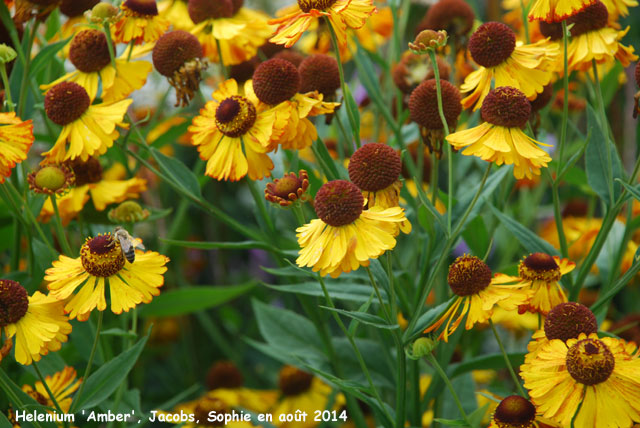 Helenium 'Amber'