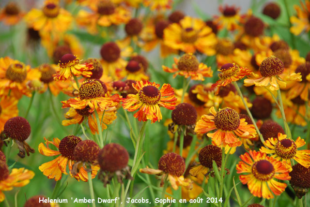 Helenium 'Amber Dwarf'