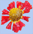 Herlenium autumnale 'Salsa'