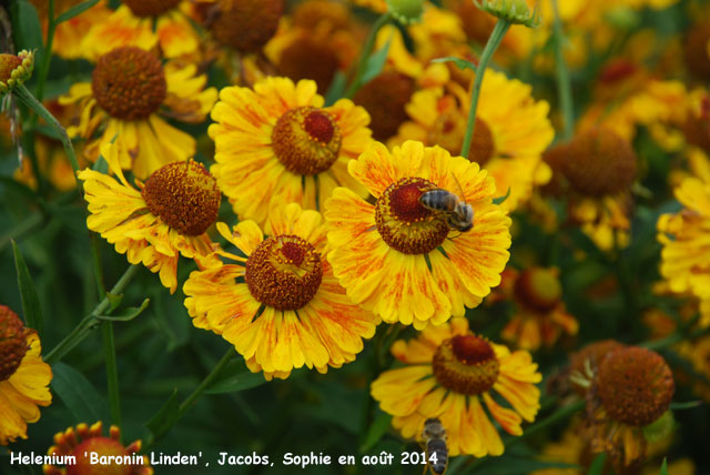 Helenium 'Baronin Linden'