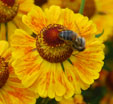 Helenium 'Baronin Linden'