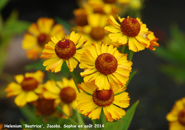 Helenium 'Beatrice'