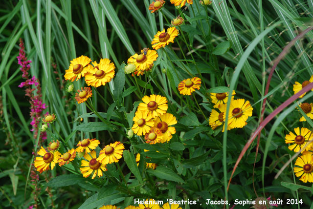 Helenium 'Beatrice'