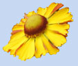 Helenium 'Beatrice'