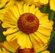 Helenium 'Beatrice'