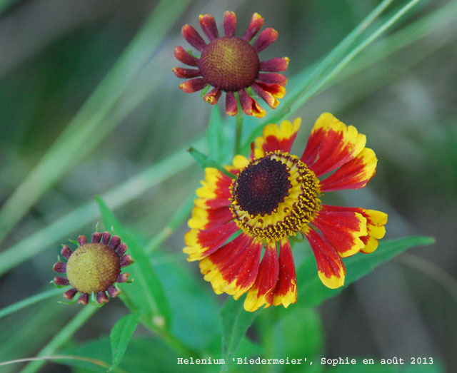 Helenium 'Bieermeier'