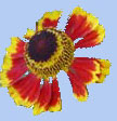 Helenium 'Biedermeier'