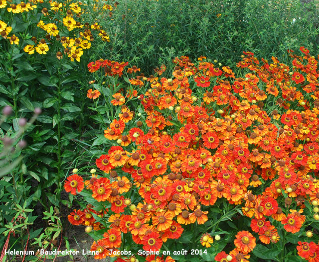 Helenium 'Blaudirektor Linne'