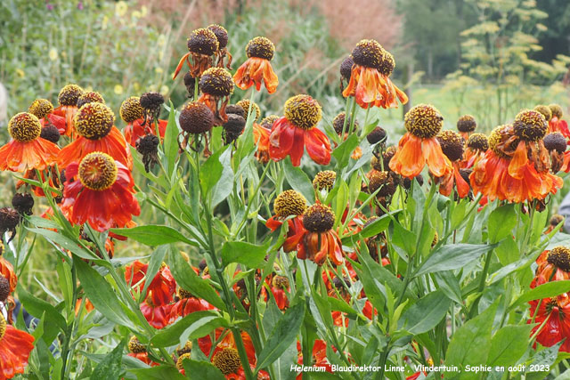 Helenium 'Blaudirektor Linne'