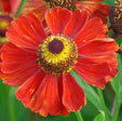 Helenium 'Baudirektor Linne'